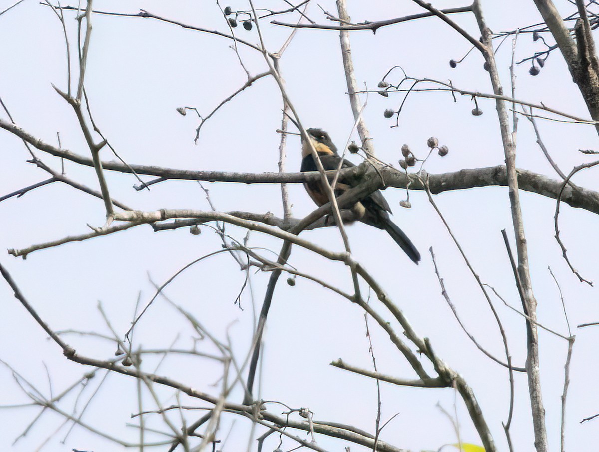 Dusky-backed Jacamar - ML645564859