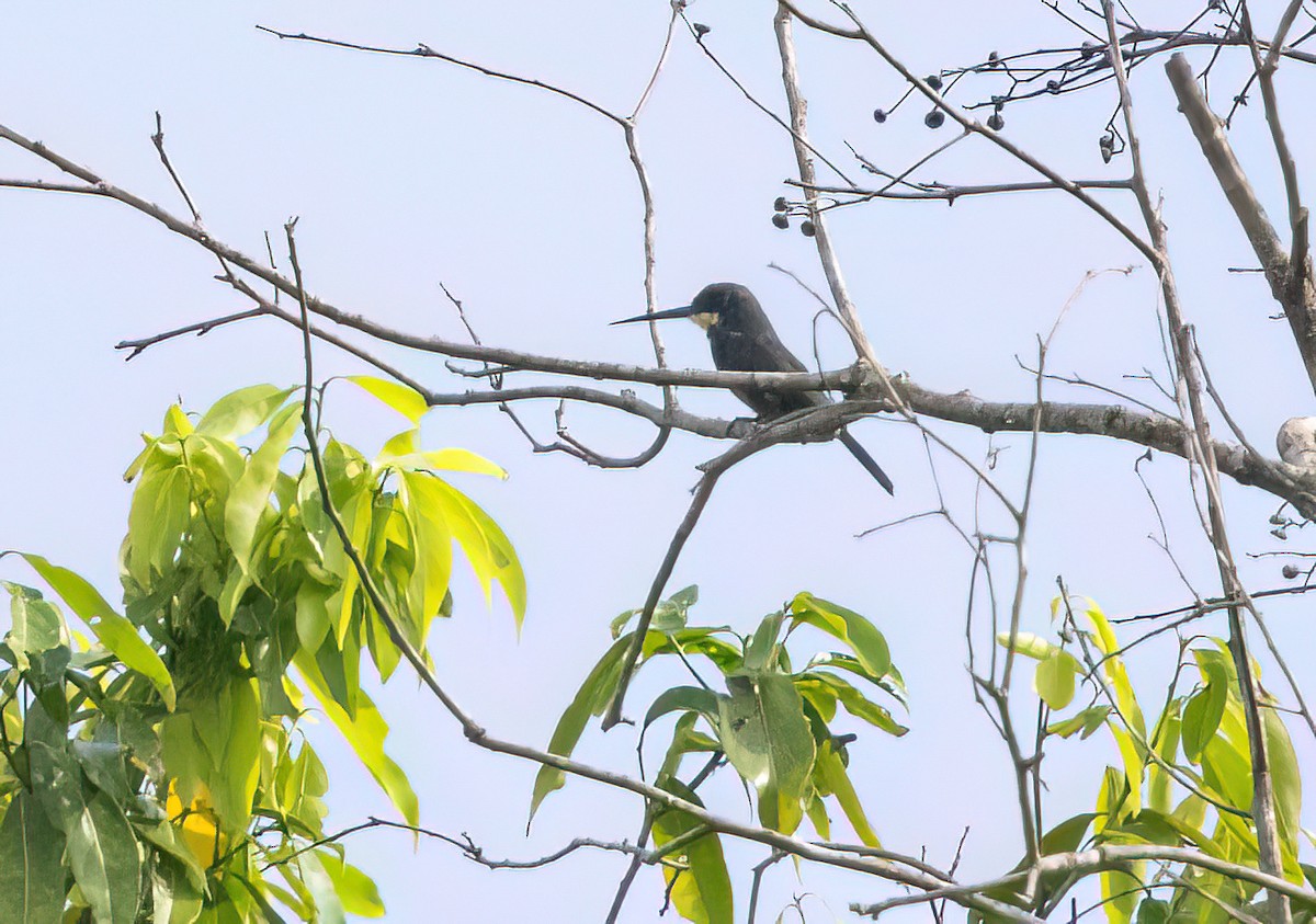 Dusky-backed Jacamar - ML645564860