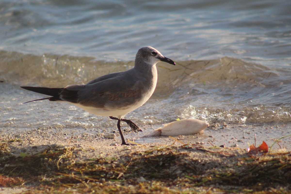 Laughing Gull - ML645564861
