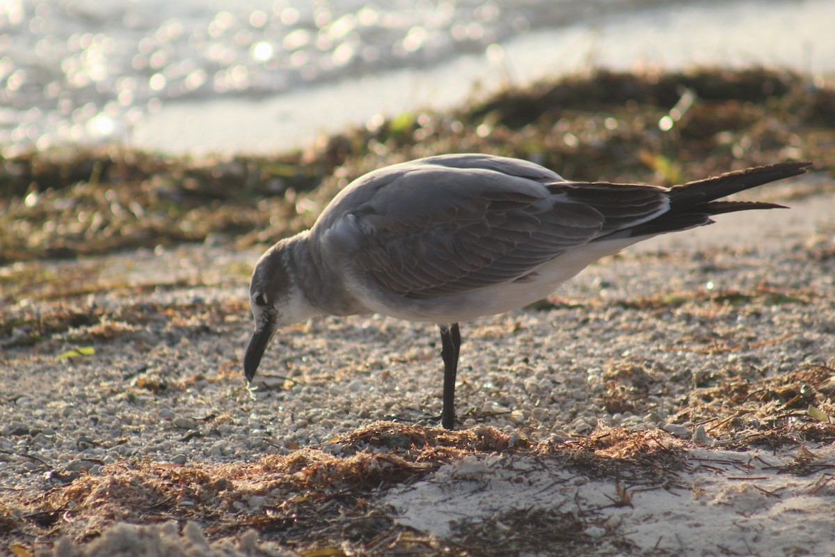 Laughing Gull - ML645564862