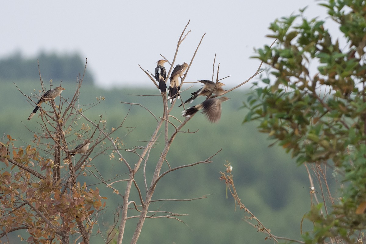 Guira Cuckoo - ML645564866