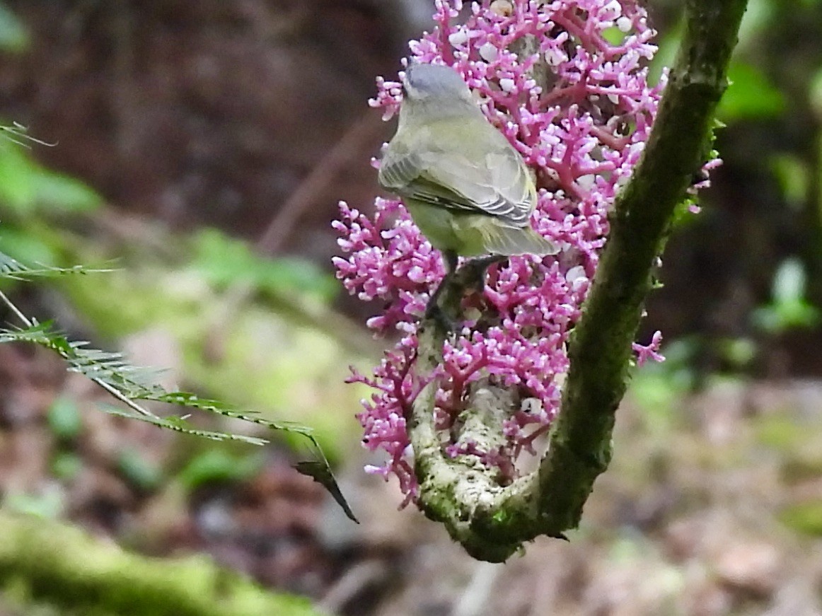 Красноглазый виреон - ML645564867