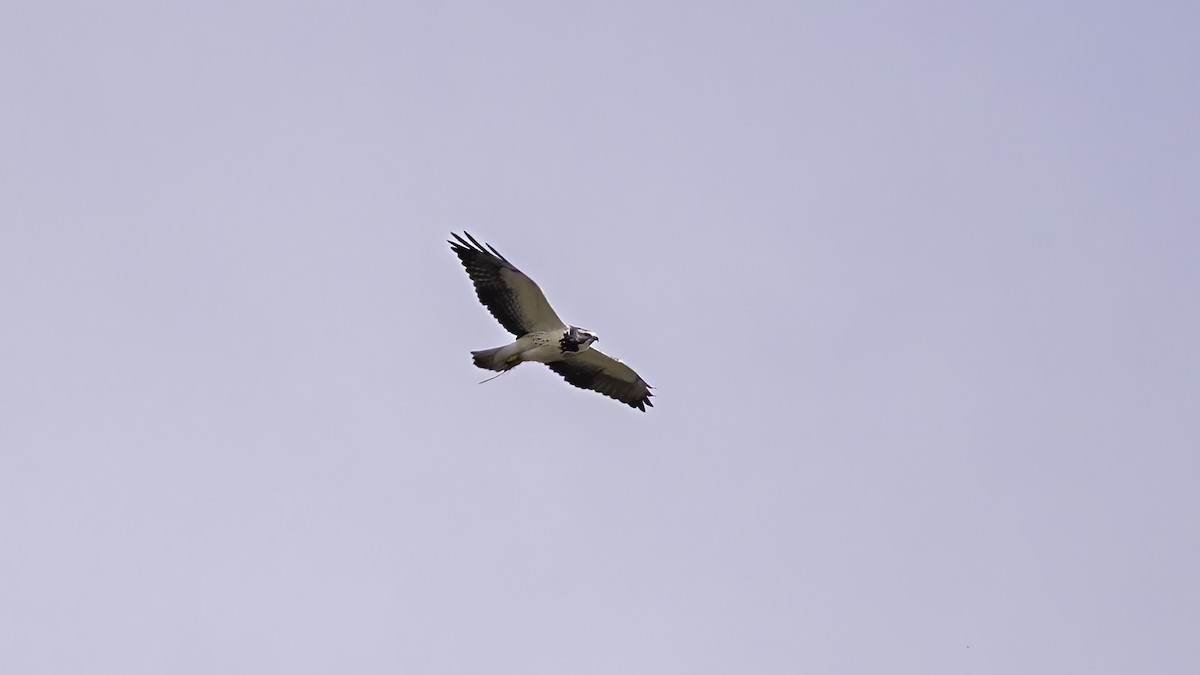 Swainson's Hawk - ML645564878