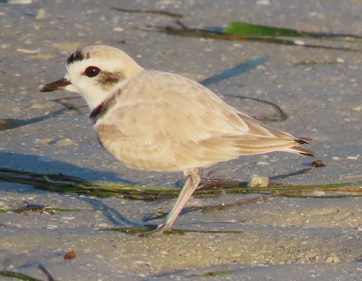 Snowy Plover - ML645564880