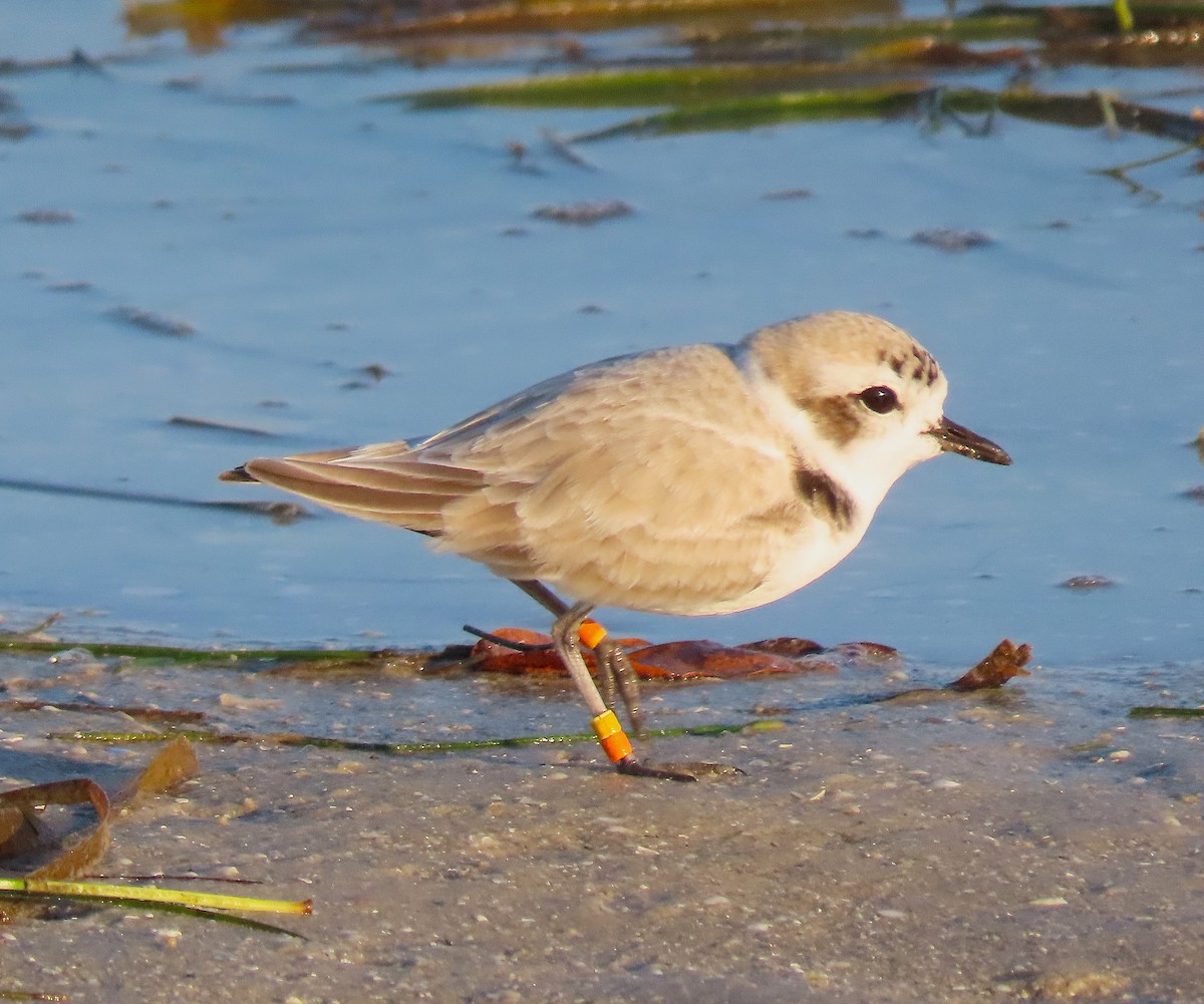 Snowy Plover - ML645564881