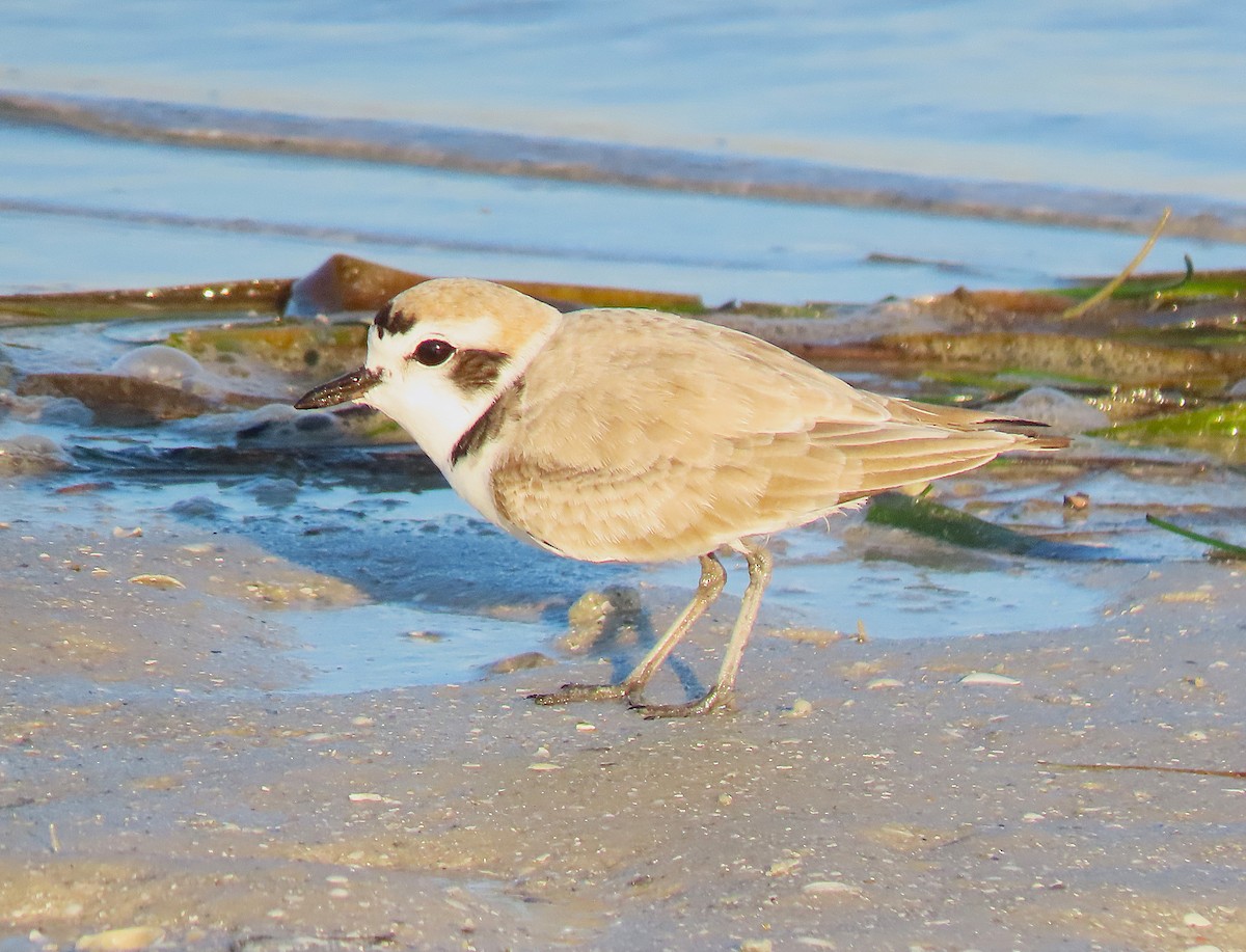 Snowy Plover - ML645564882