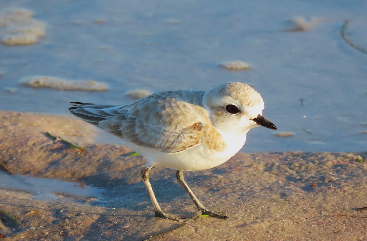 Snowy Plover - ML645564883
