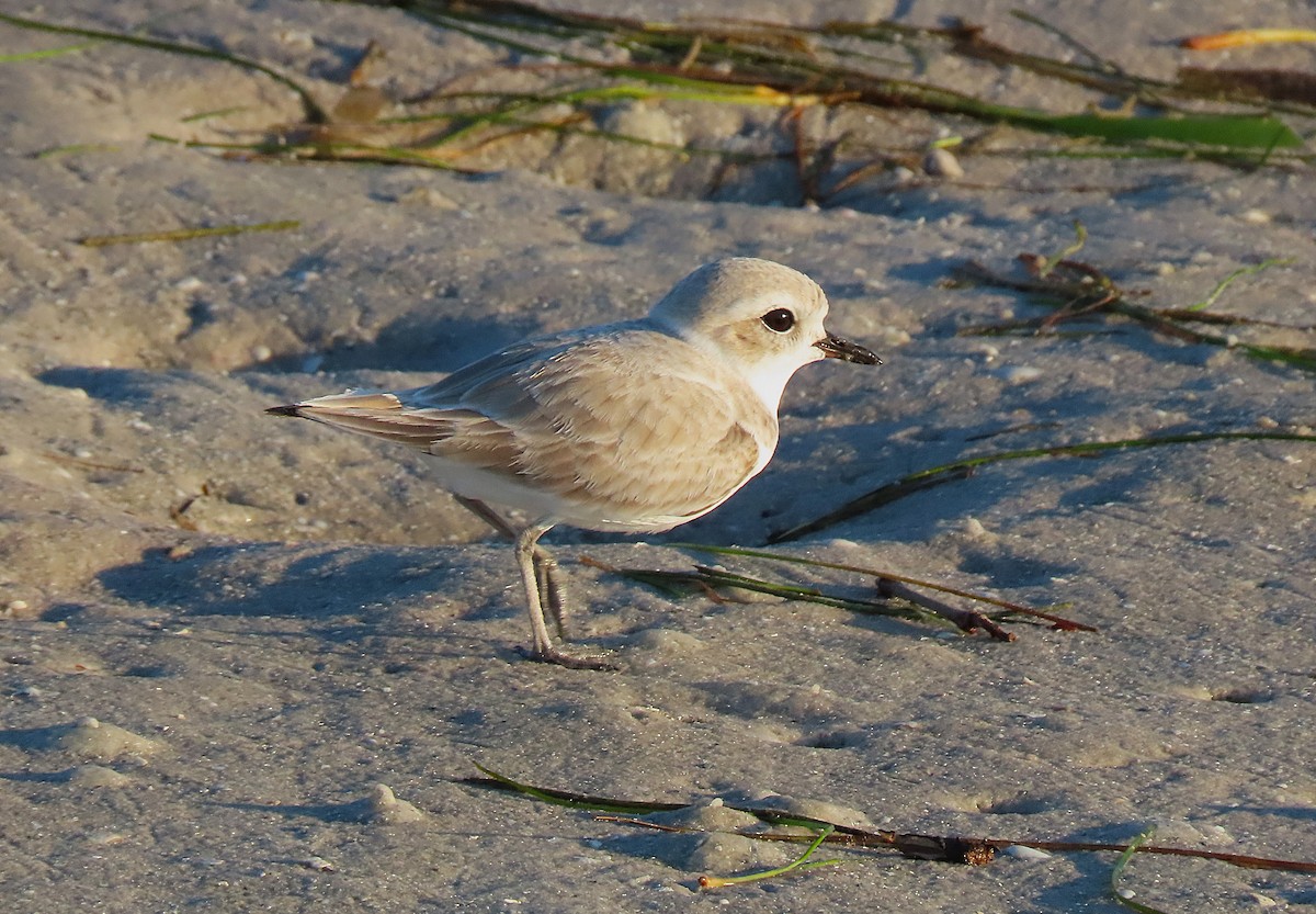 Snowy Plover - ML645564884