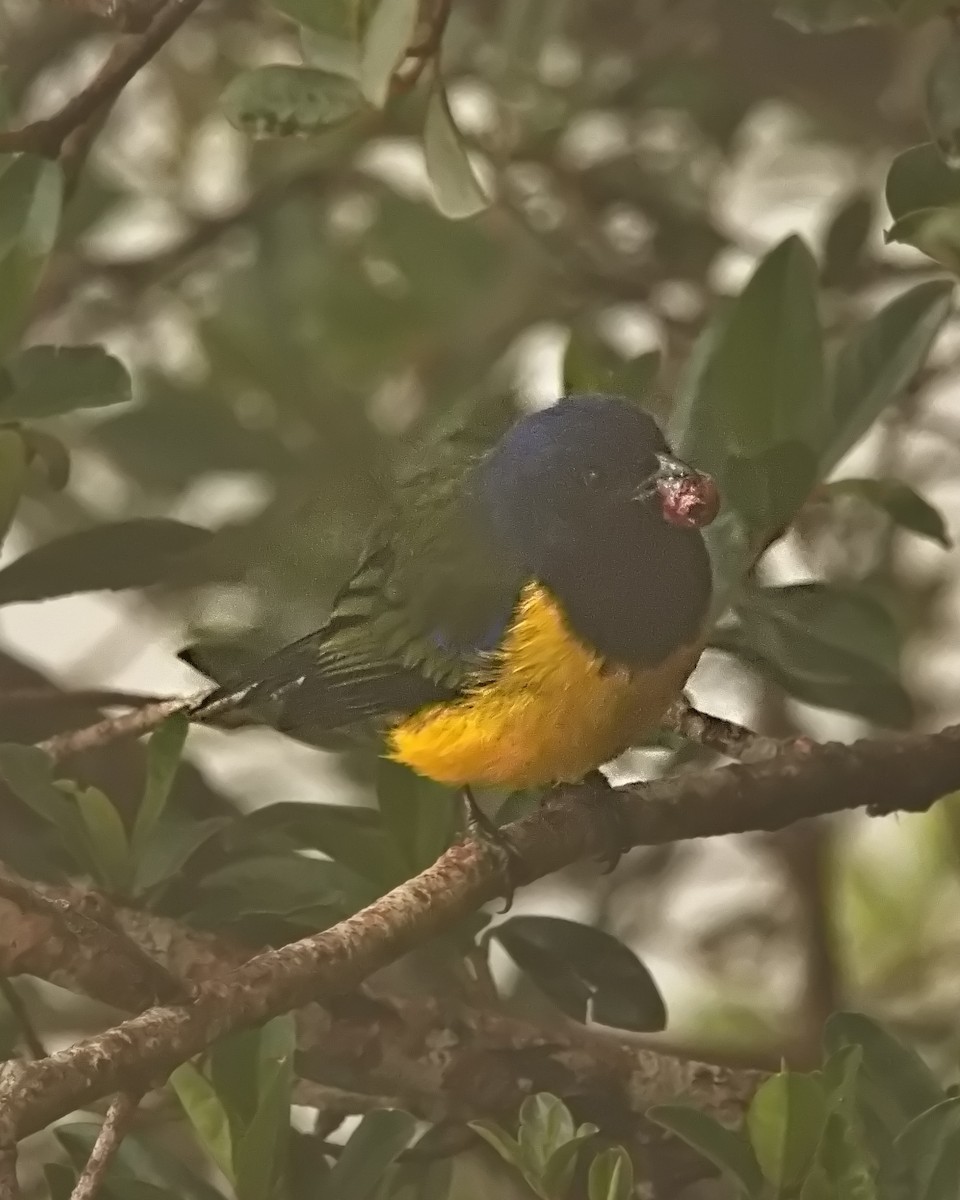 Black-chested Mountain Tanager - ML645564891