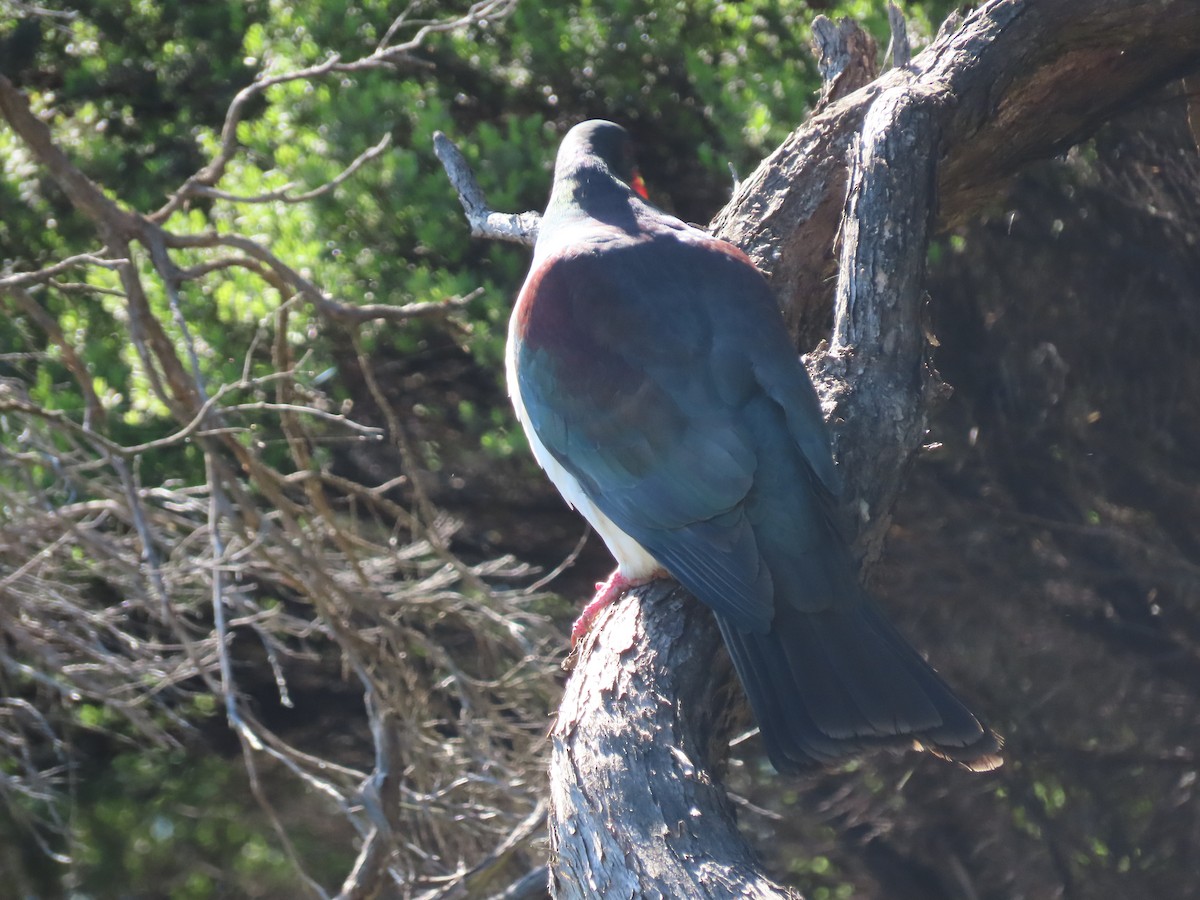 New Zealand Pigeon - ML645564901
