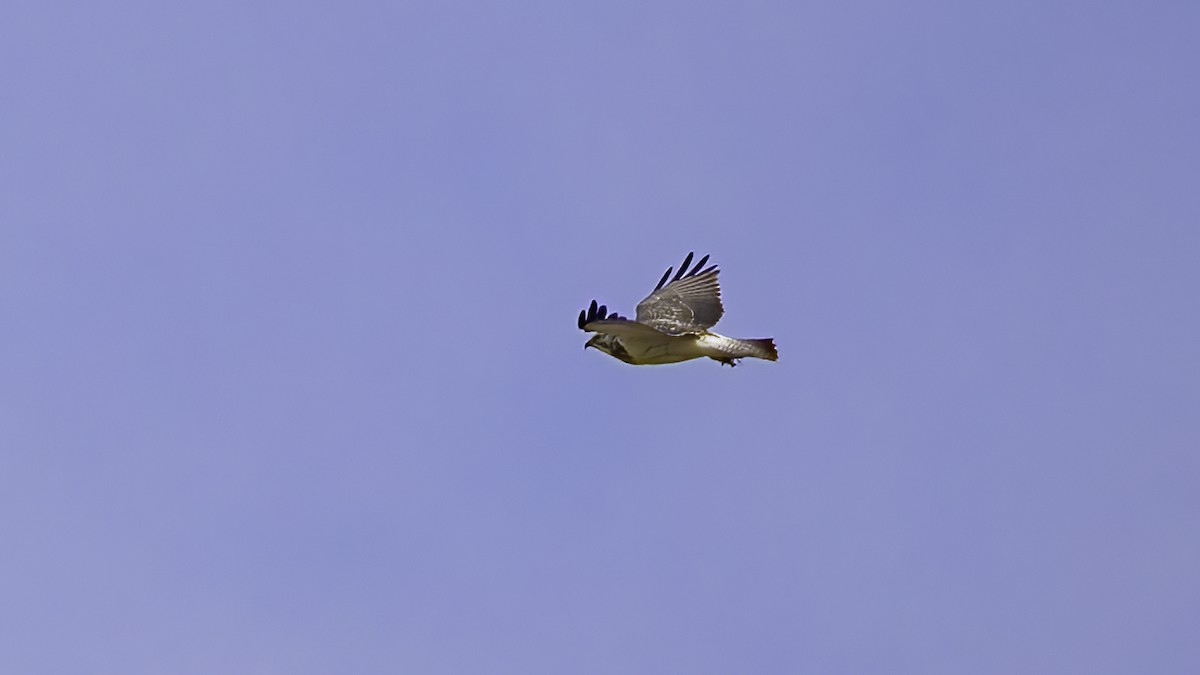 Swainson's Hawk - ML645564902