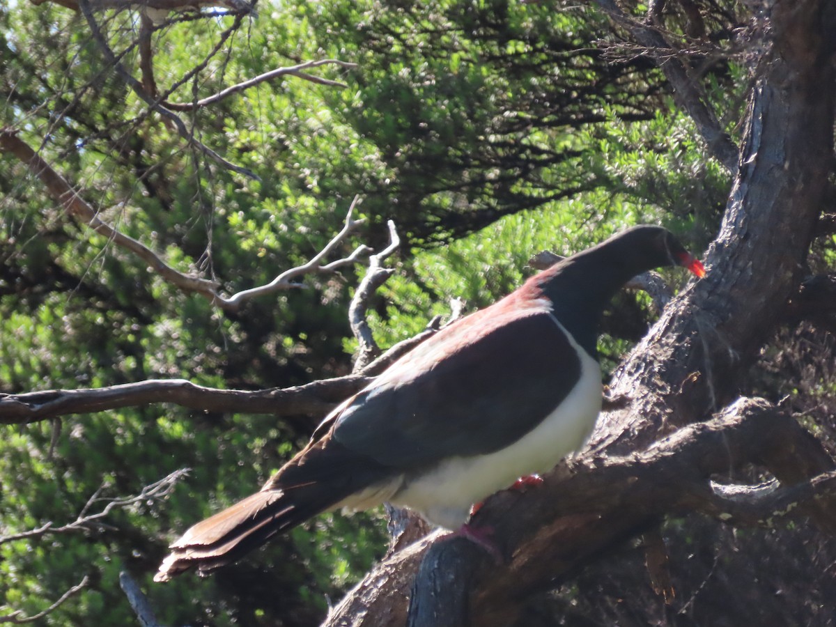 New Zealand Pigeon - ML645564905