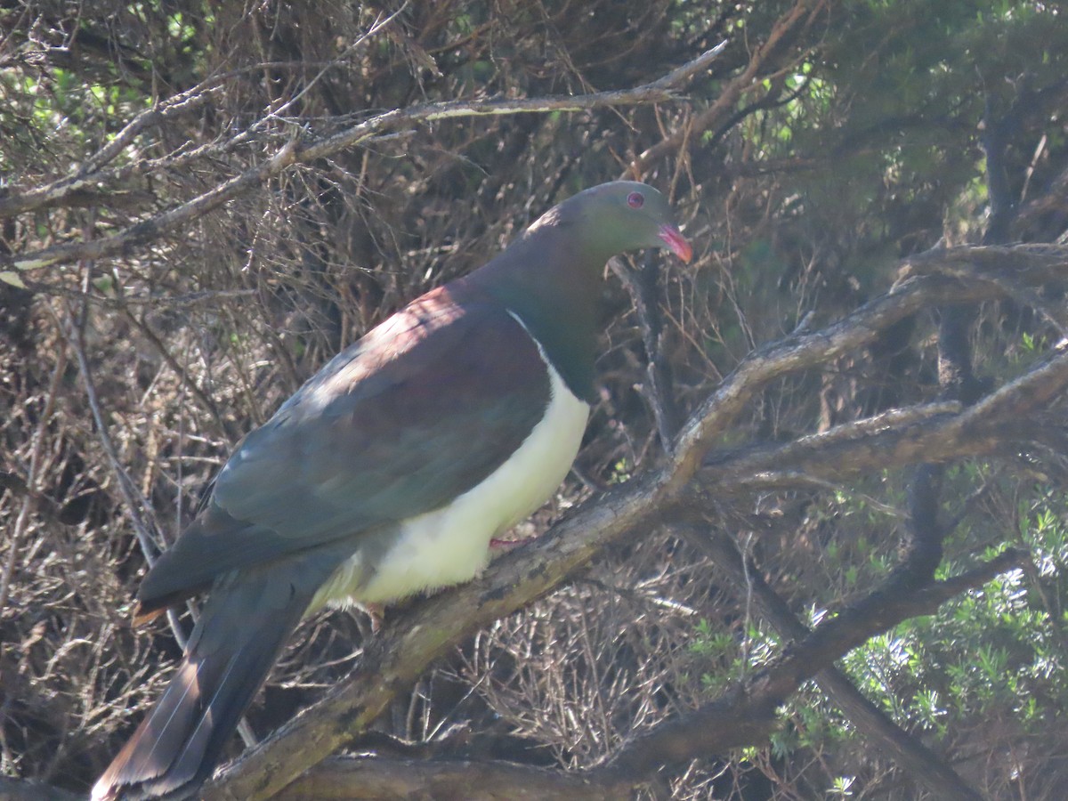 New Zealand Pigeon - ML645564914