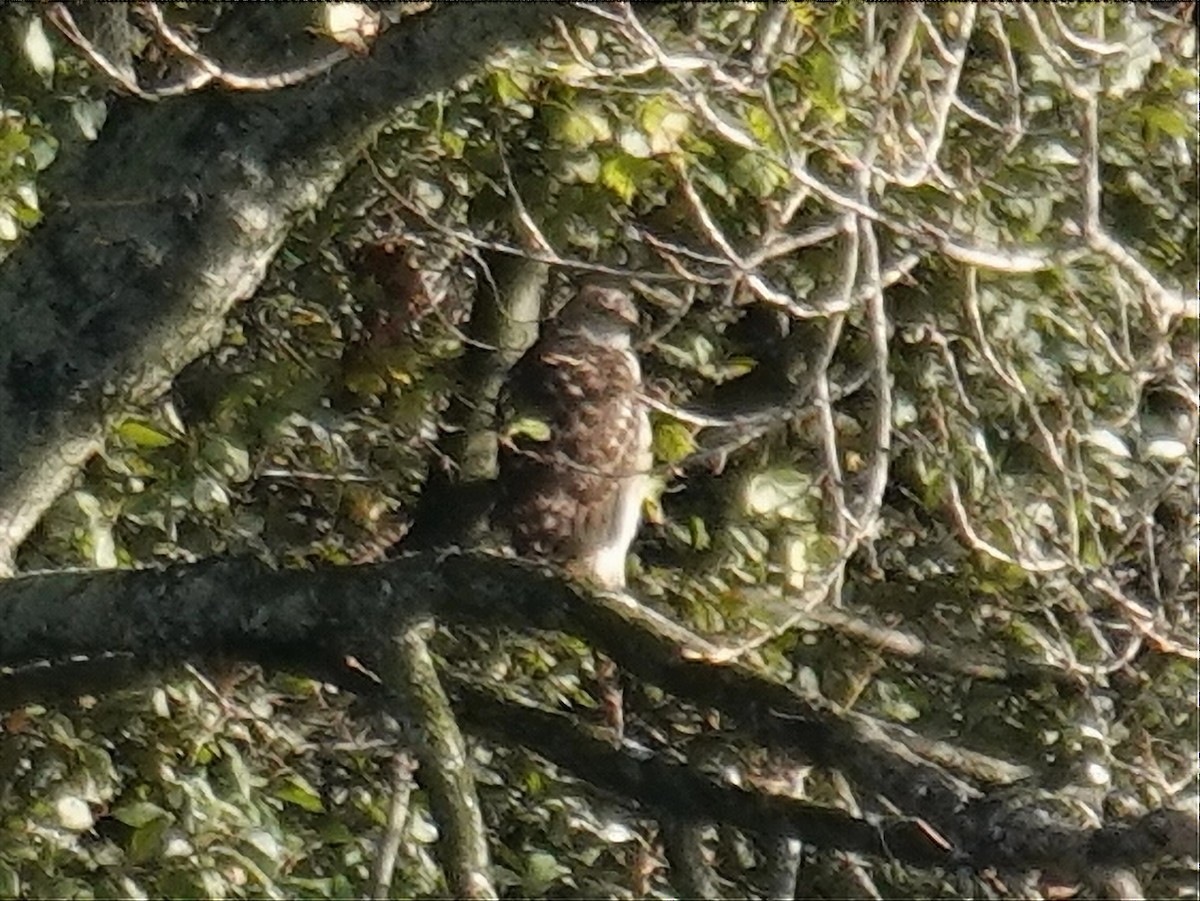 נץ בלתי-מזוהה - ML645564915