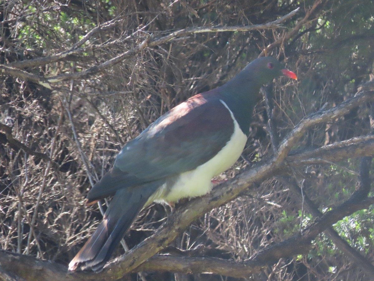 New Zealand Pigeon - ML645564922