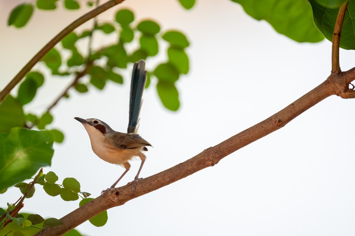 Малюр фіолетовоголовий - ML645564923