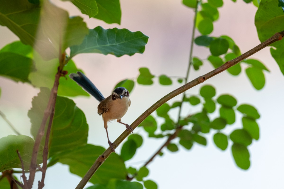 Малюр фіолетовоголовий - ML645564924