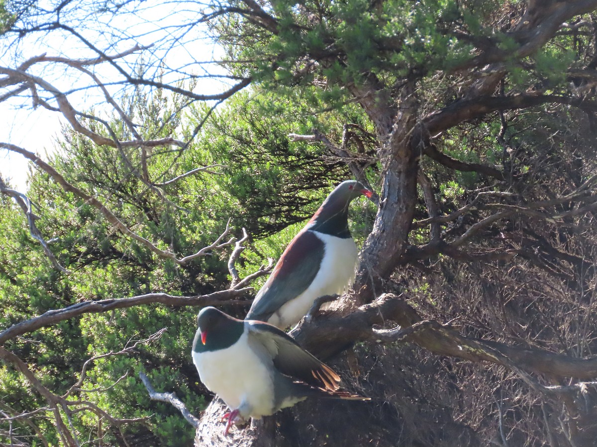 New Zealand Pigeon - ML645564929