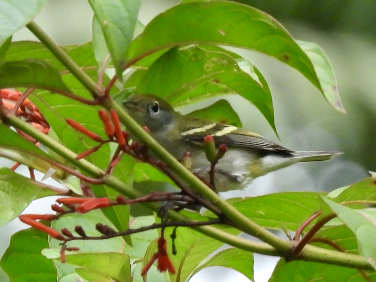 lesňáček rezavoboký - ML645564931