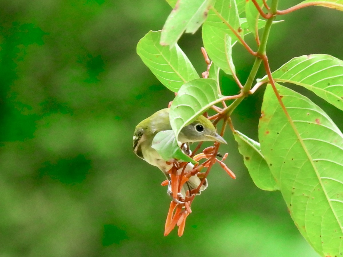lesňáček rezavoboký - ML645564932