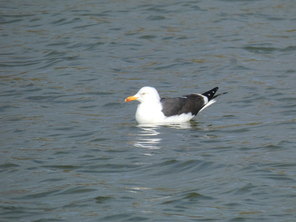 Lesser Black-backed Gull - ML645564938
