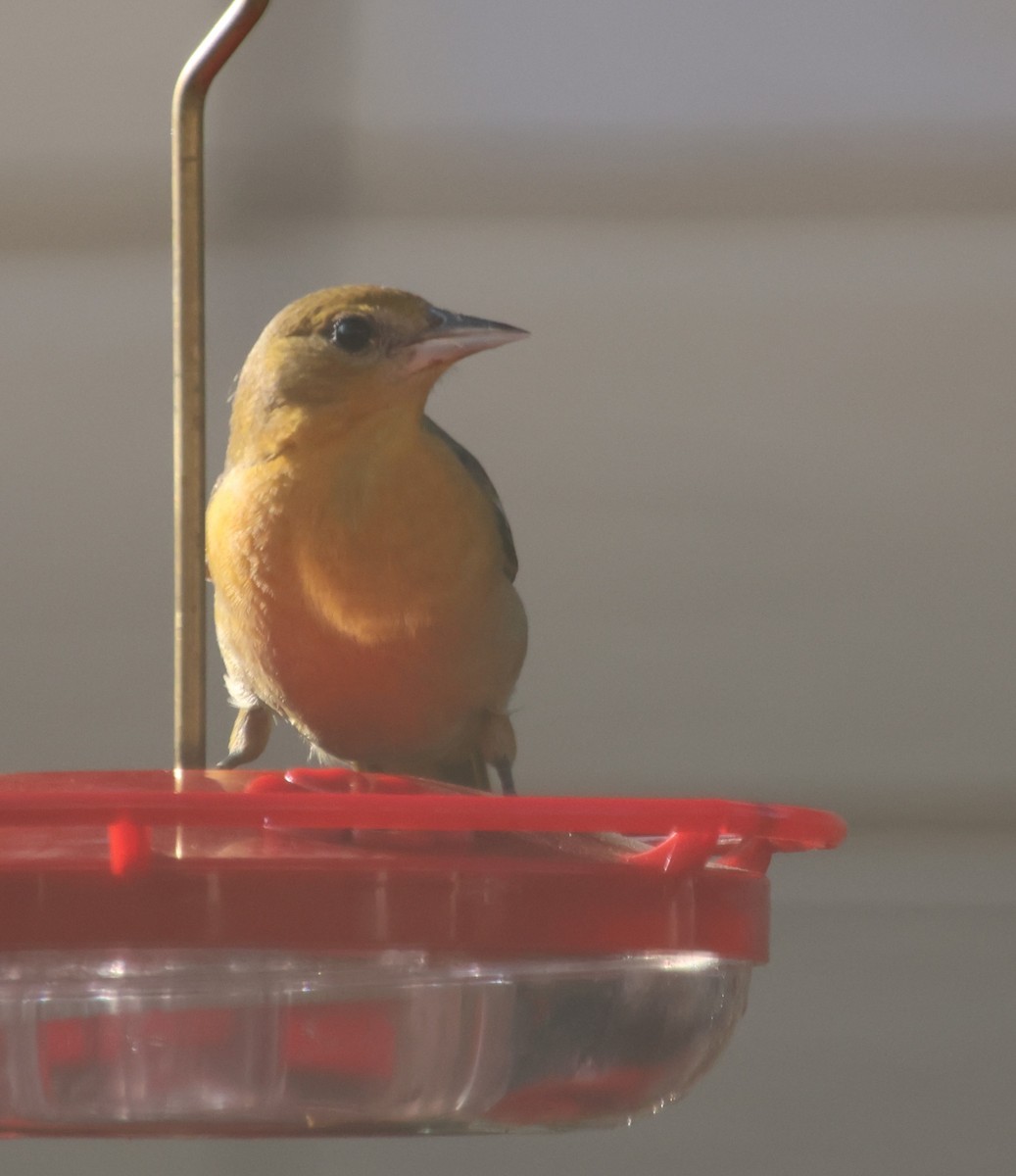 Балтиморский трупиал - ML645564941