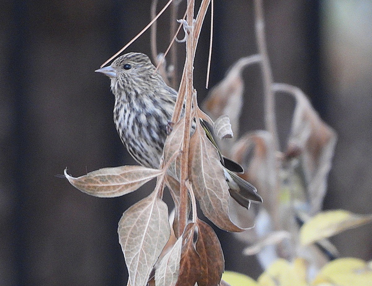 Pine Siskin - ML645564942
