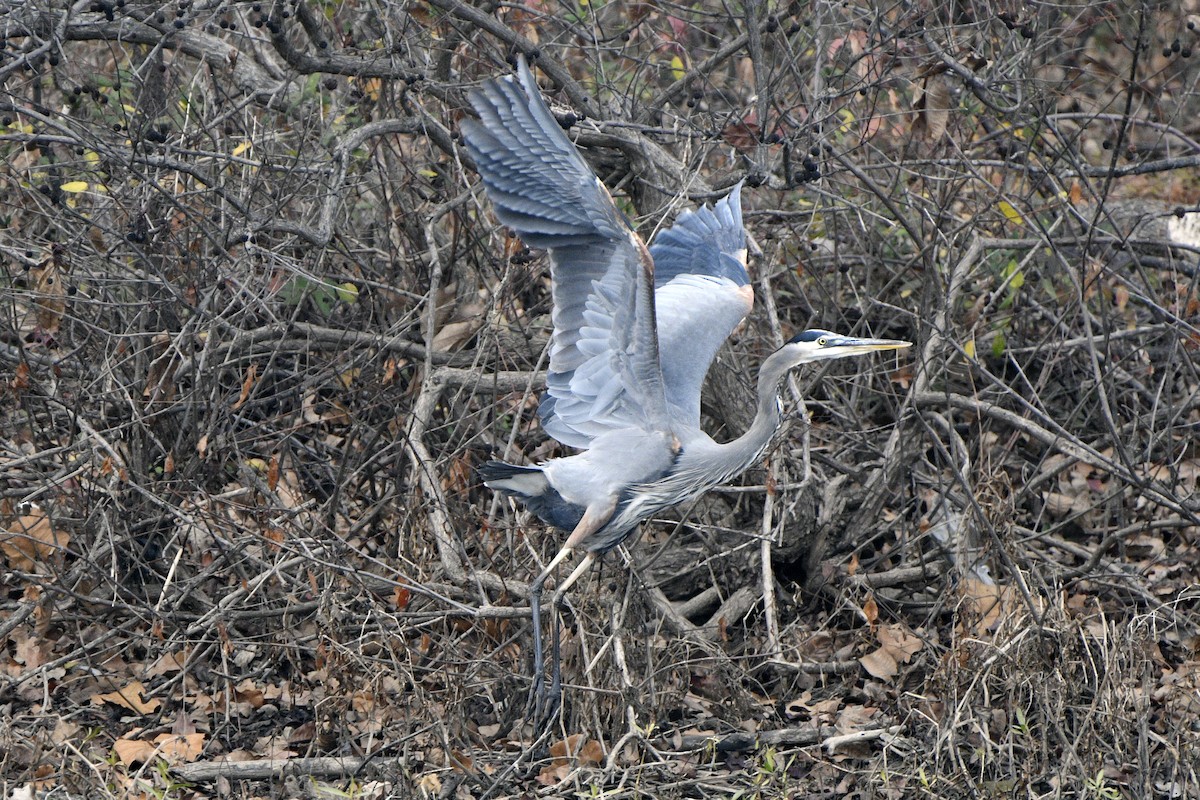 Great Blue Heron - ML645564943
