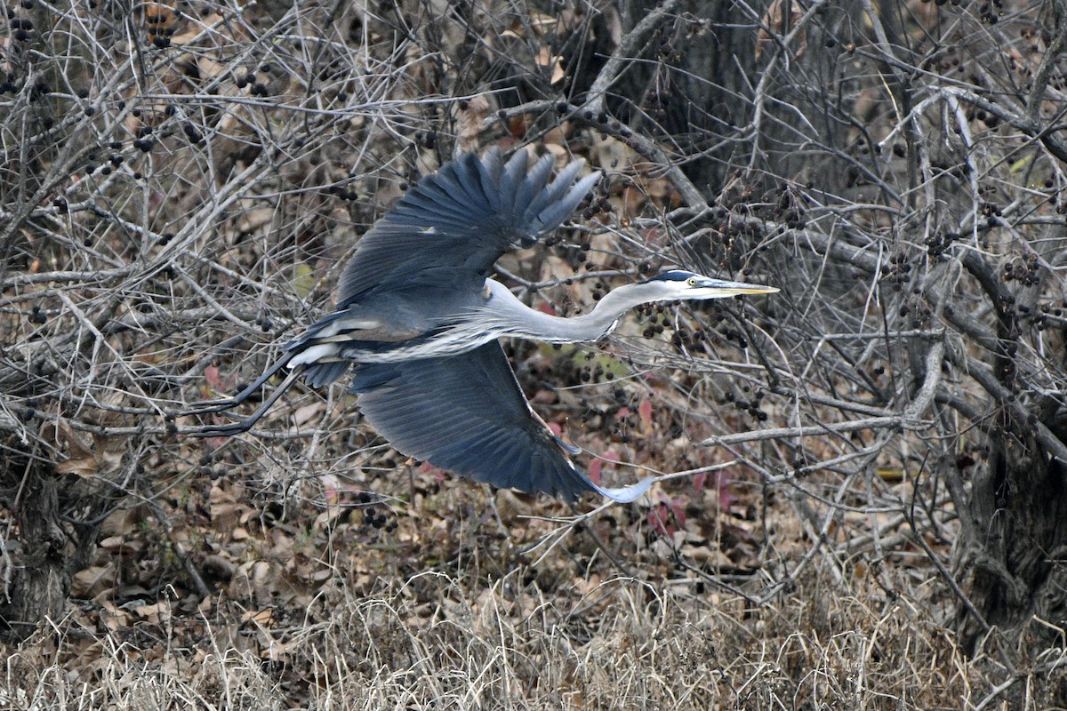 Great Blue Heron - ML645564946