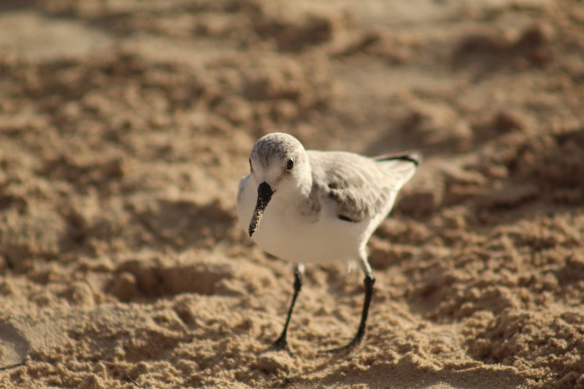 Sanderling - ML645564948