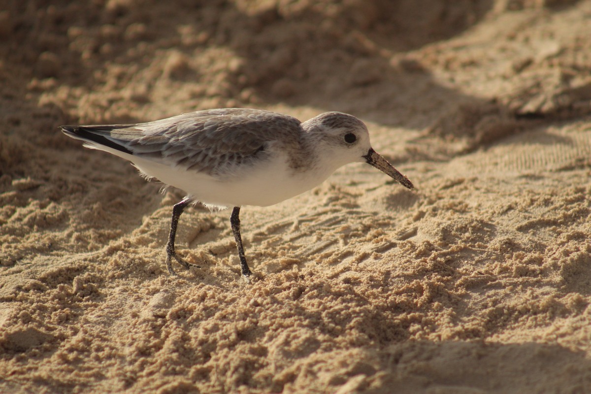 Sanderling - ML645564949