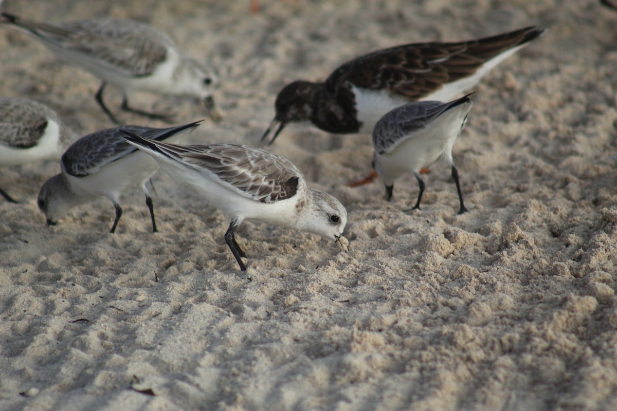 Sanderling - ML645564950