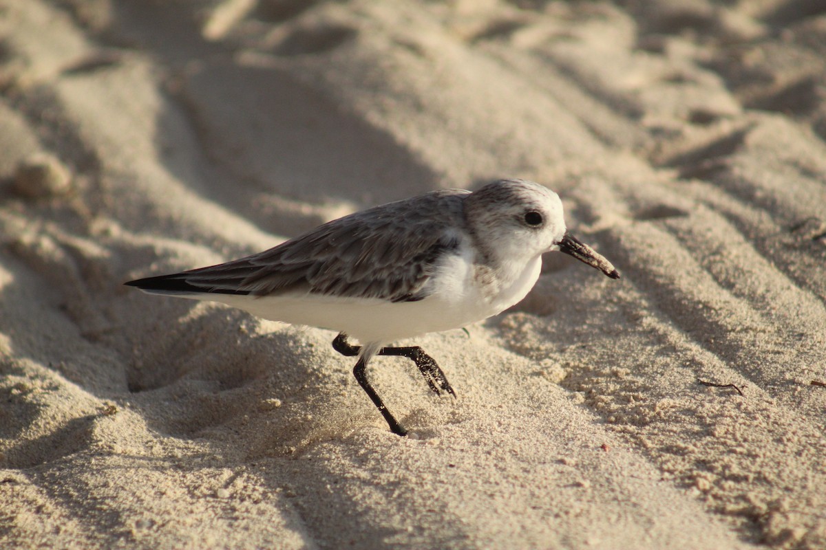 Sanderling - ML645564951