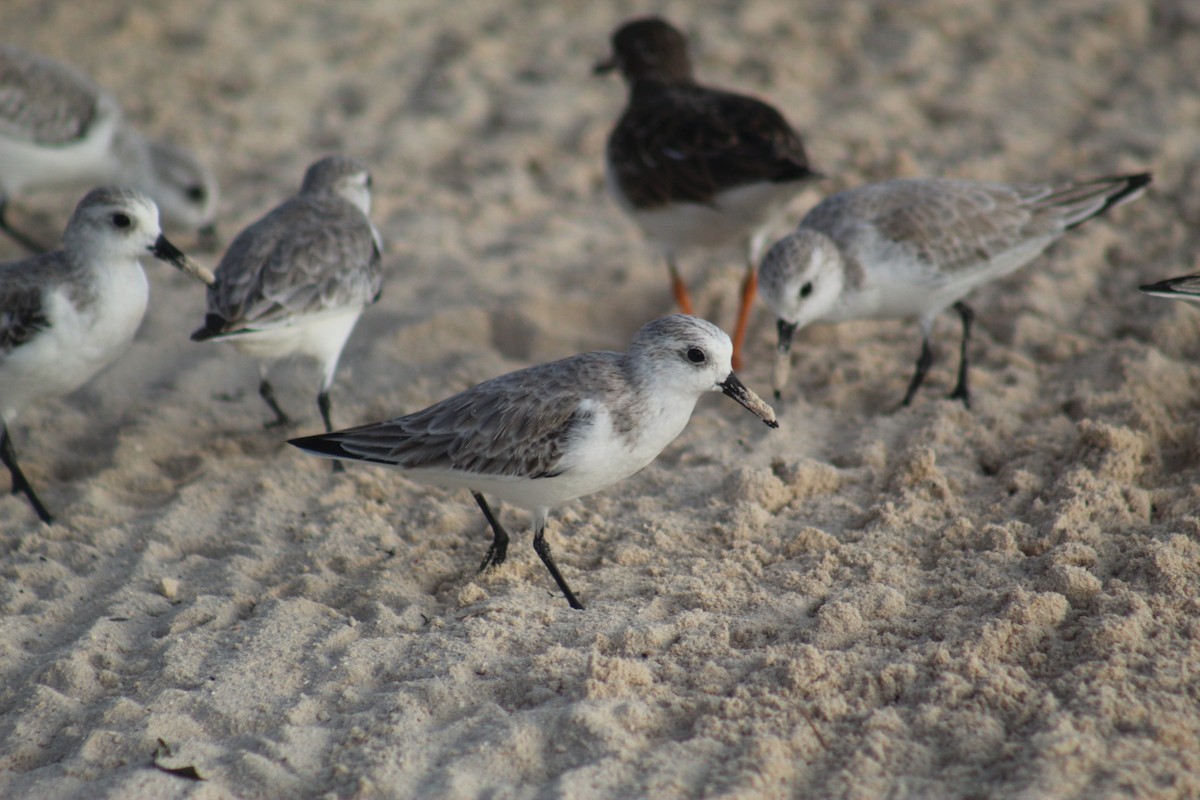 Sanderling - ML645564952