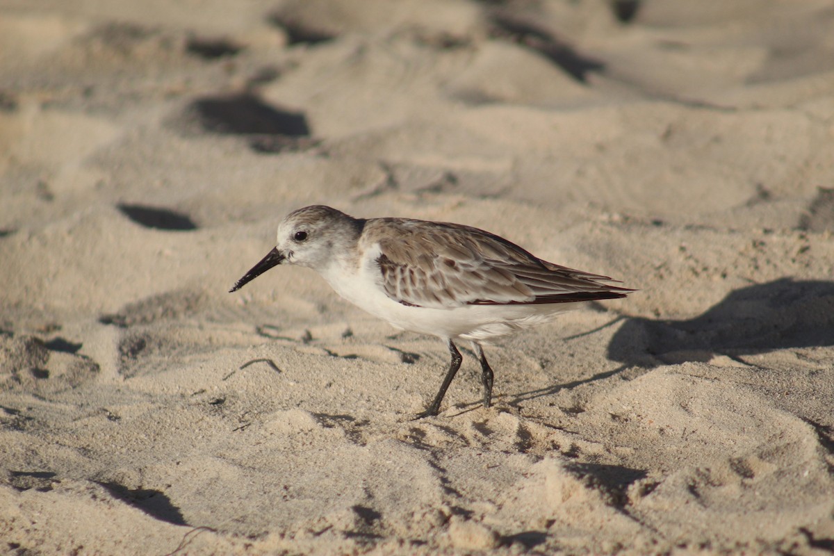 Sanderling - ML645564953