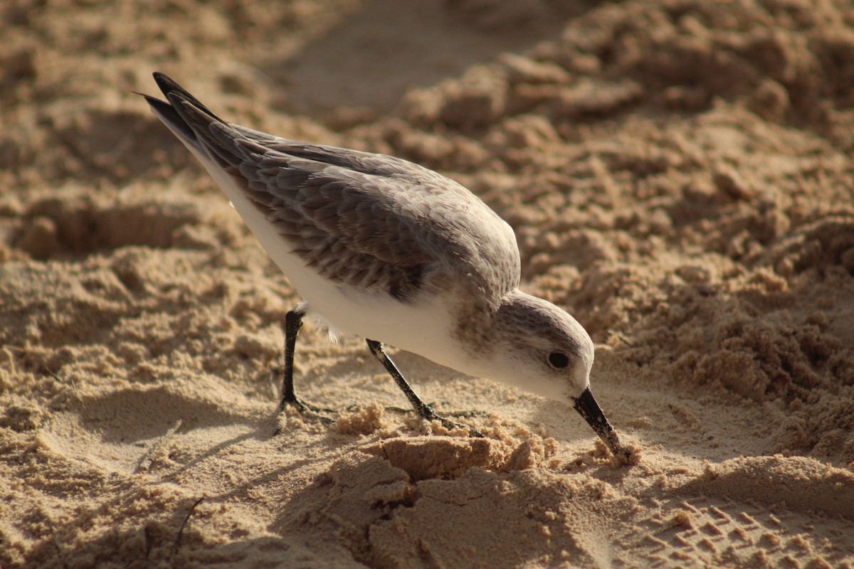 Sanderling - ML645564954