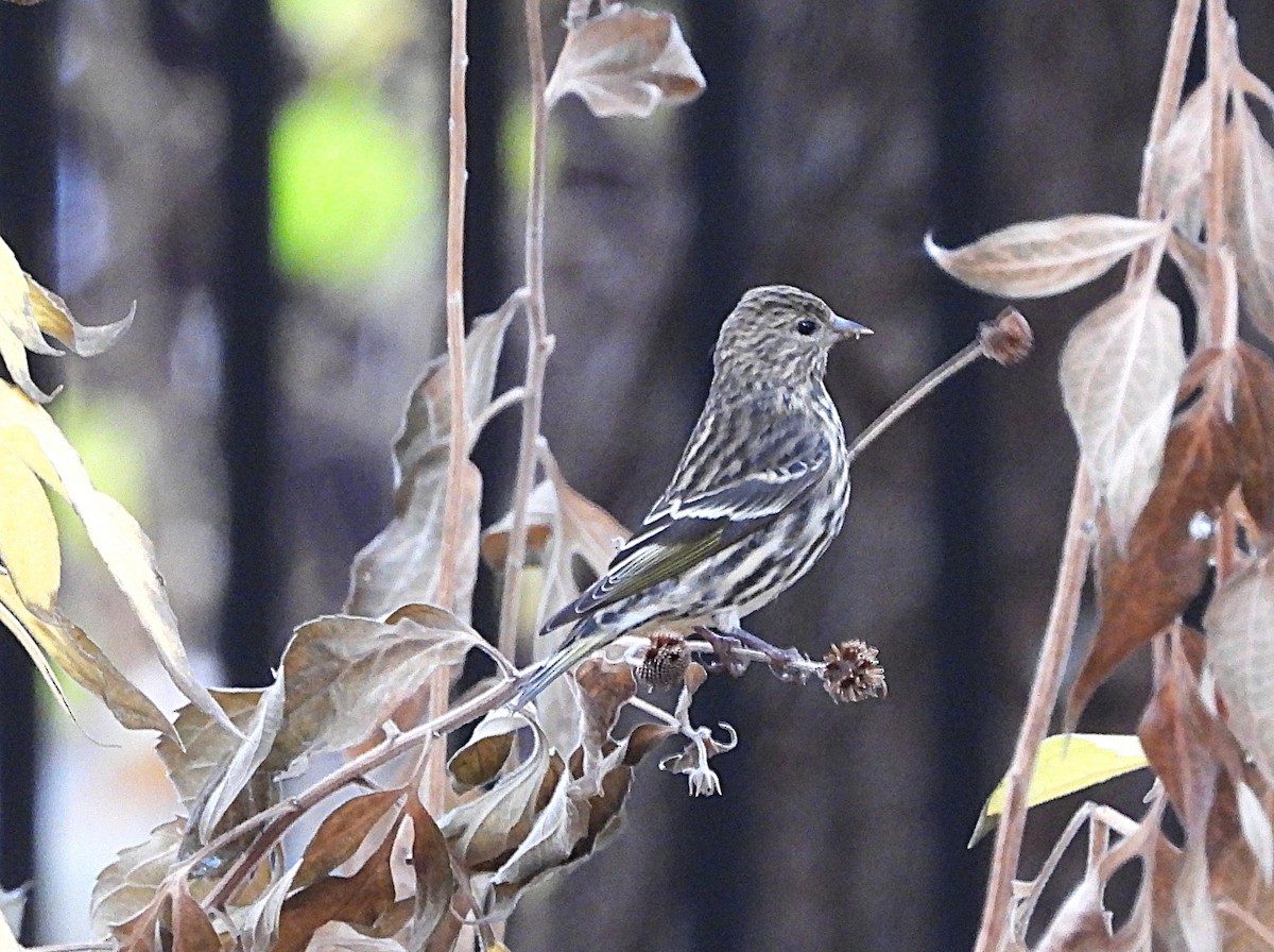 Pine Siskin - ML645564963