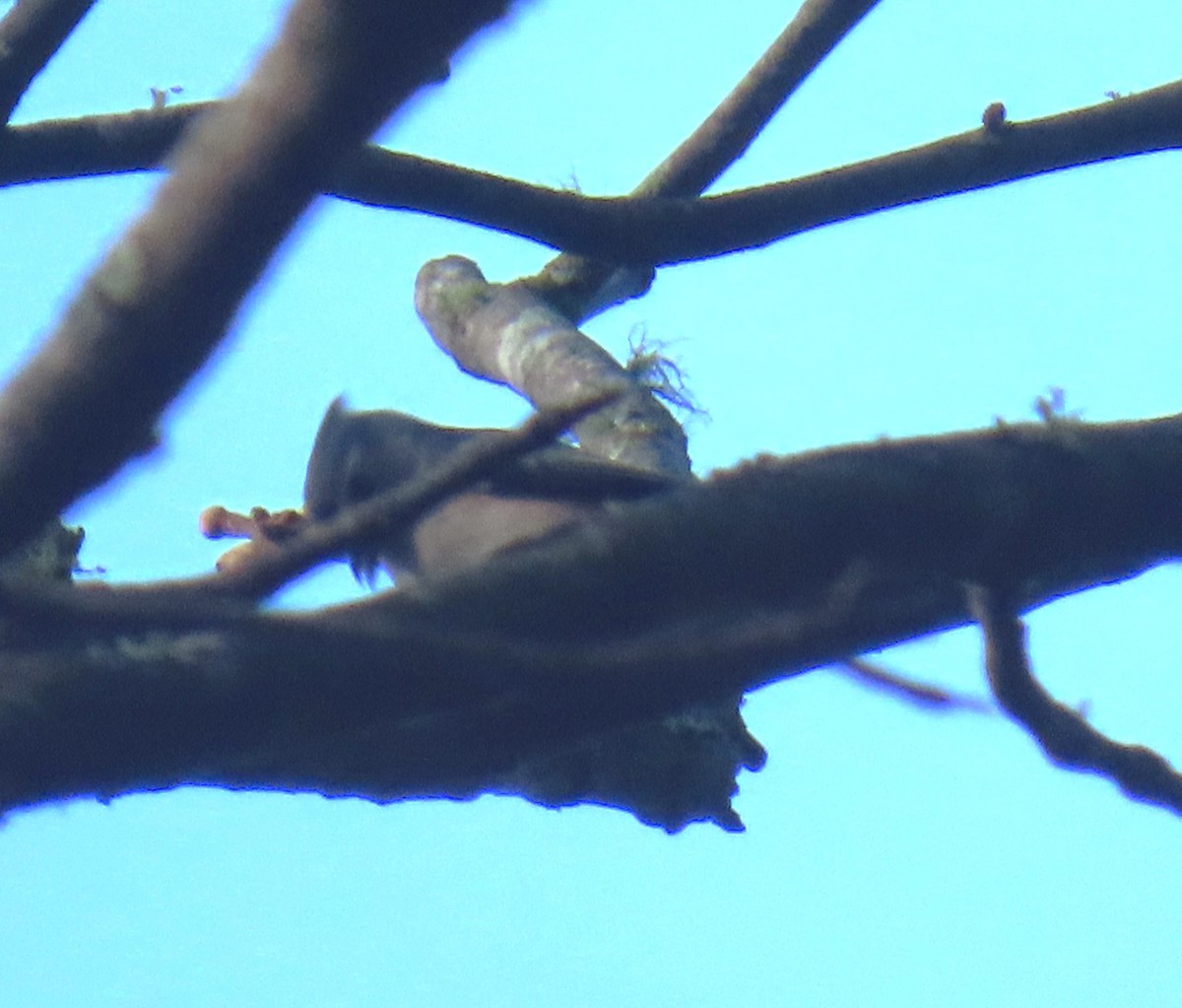 Cedar Waxwing - ML645564964