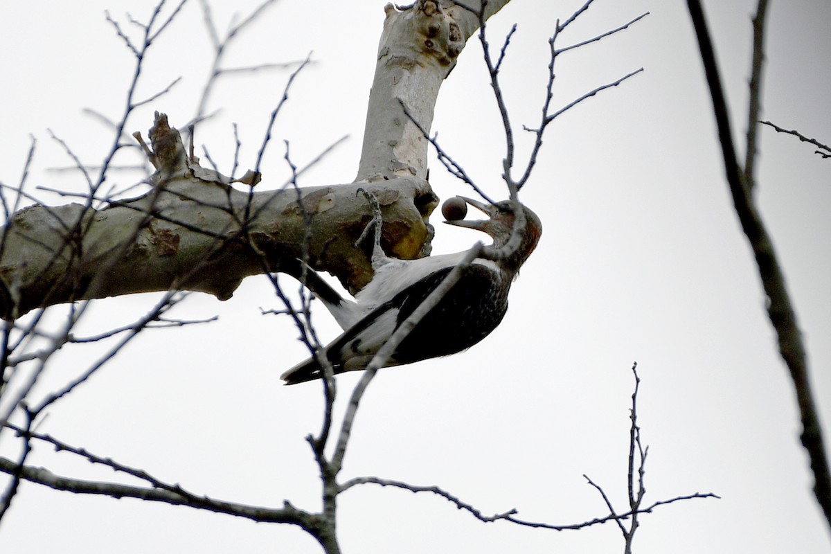 Red-headed Woodpecker - ML645564969