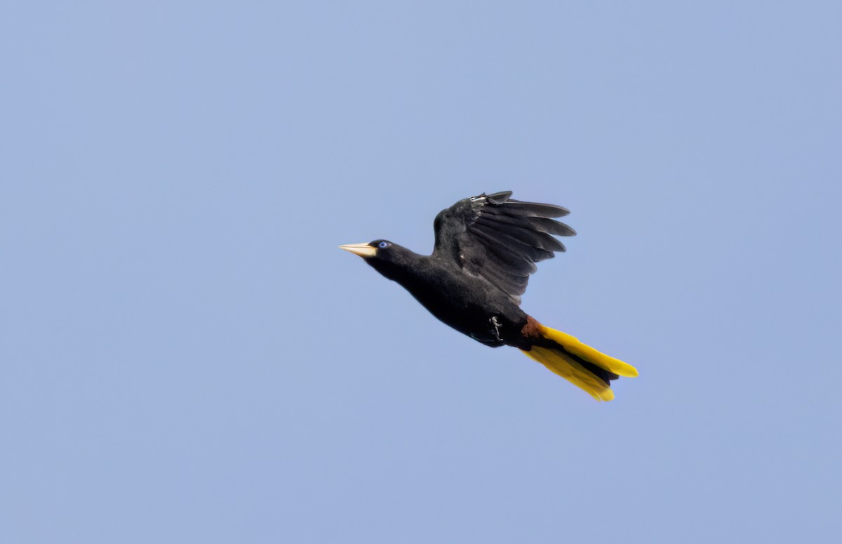Crested Oropendola - ML645564971