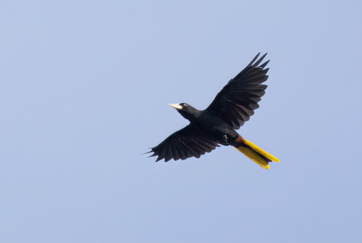 Crested Oropendola - ML645564972