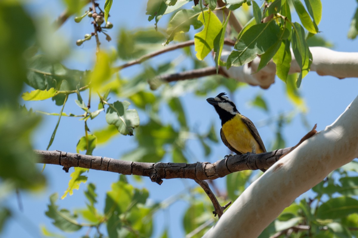 Northern Shrike-tit - ML645564973