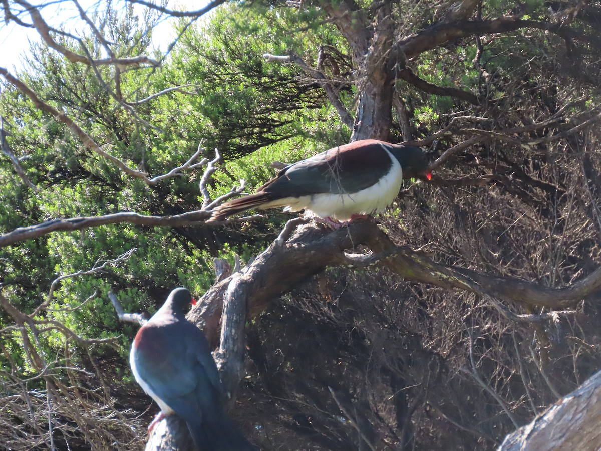 New Zealand Pigeon - ML645564976