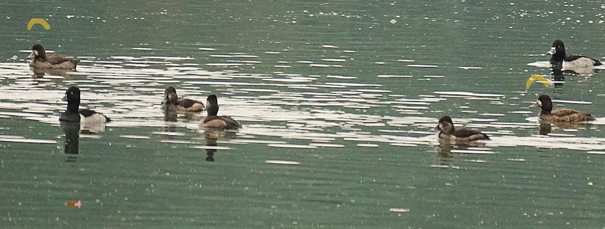 Морская чернеть - ML645564979