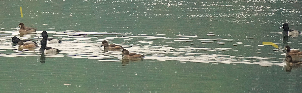 Морская чернеть - ML645564980