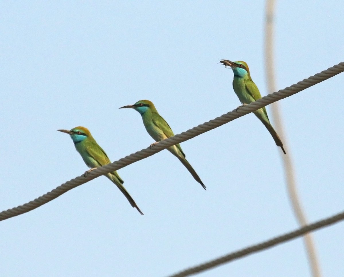 Erle-txori berde arabiarra - ML645564987