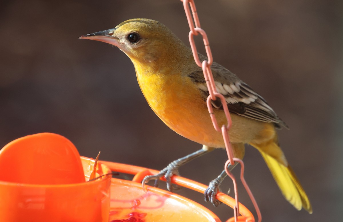 Балтиморский трупиал - ML645564992