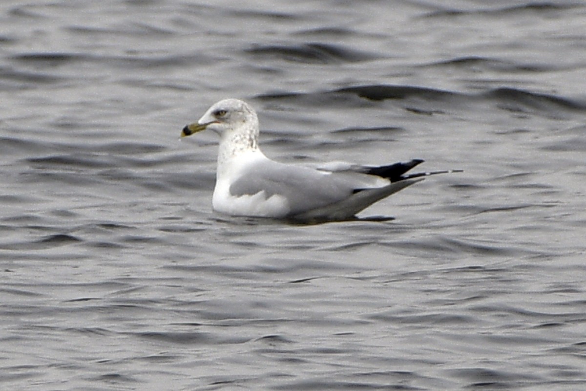 Ring-billed Gull - ML645564993