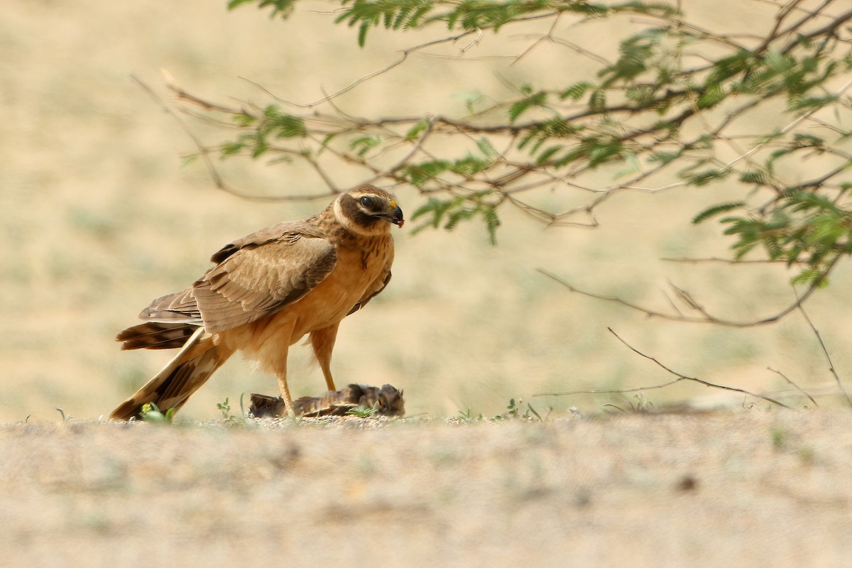 Aguilucho Papialbo - ML645564995