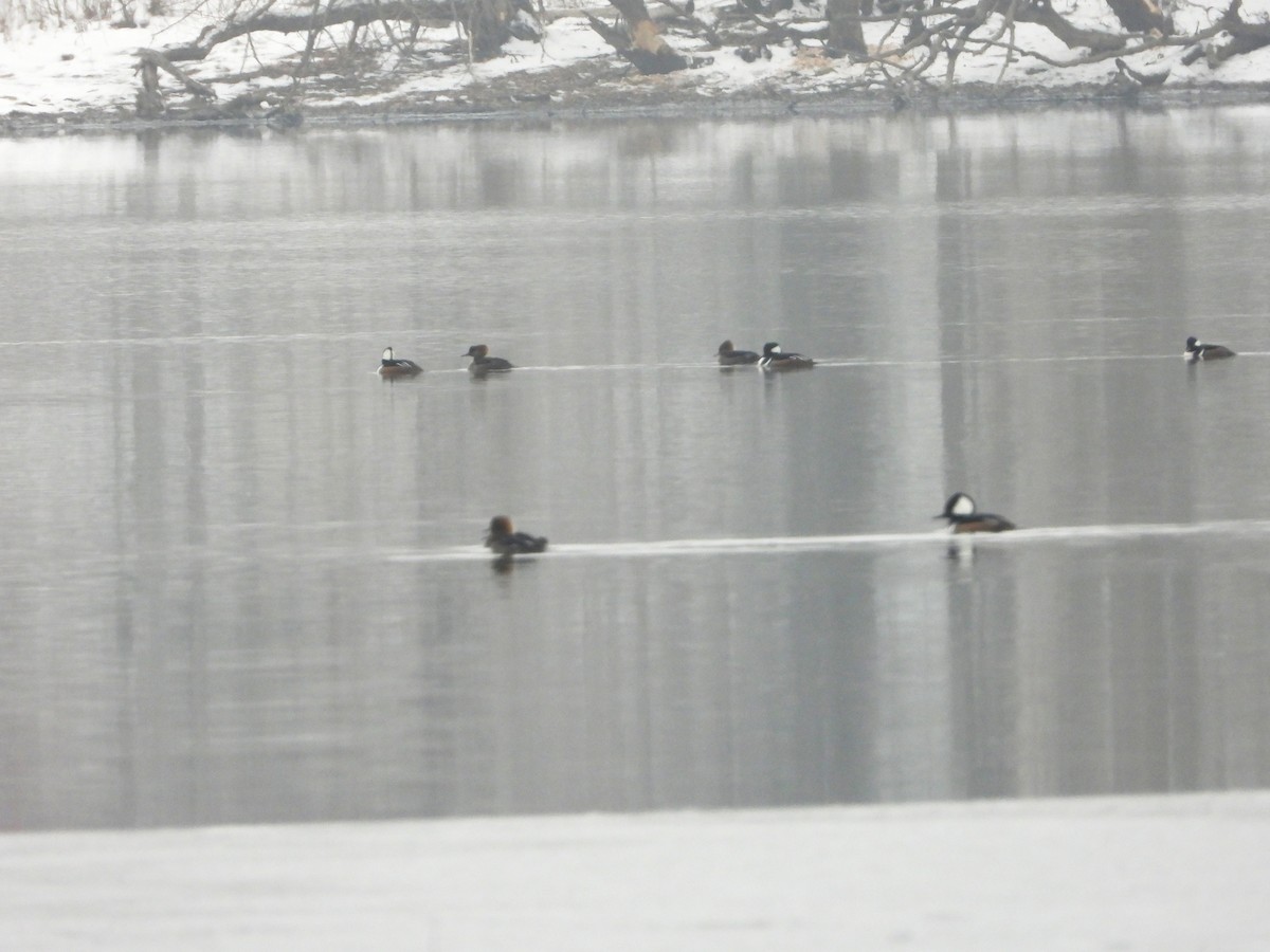 Hooded Merganser - ML645565005
